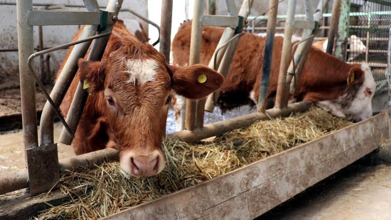 Avrupa Birliği, Brezilya'dan Et ve Hayvansal Ürün İthalatını Askıya Aldı