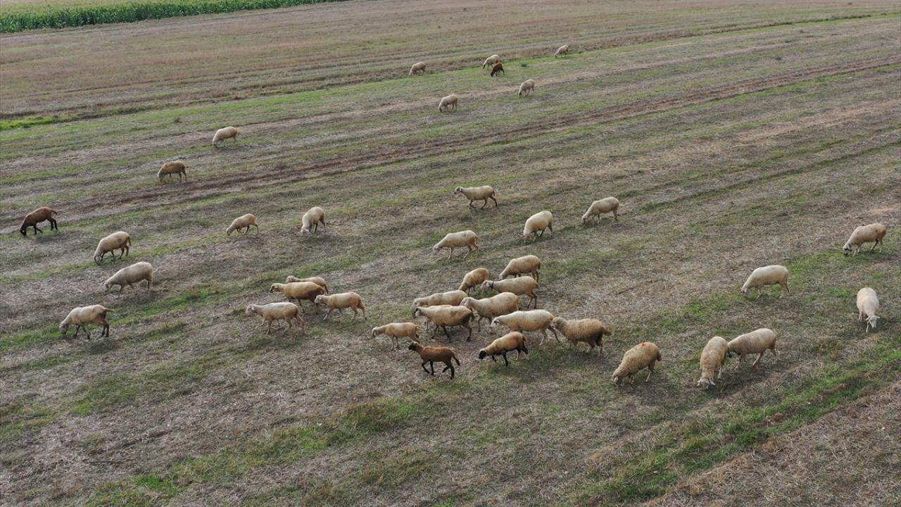 Bergama'da mavi dil: 15 mahalle 40 gün karantinada