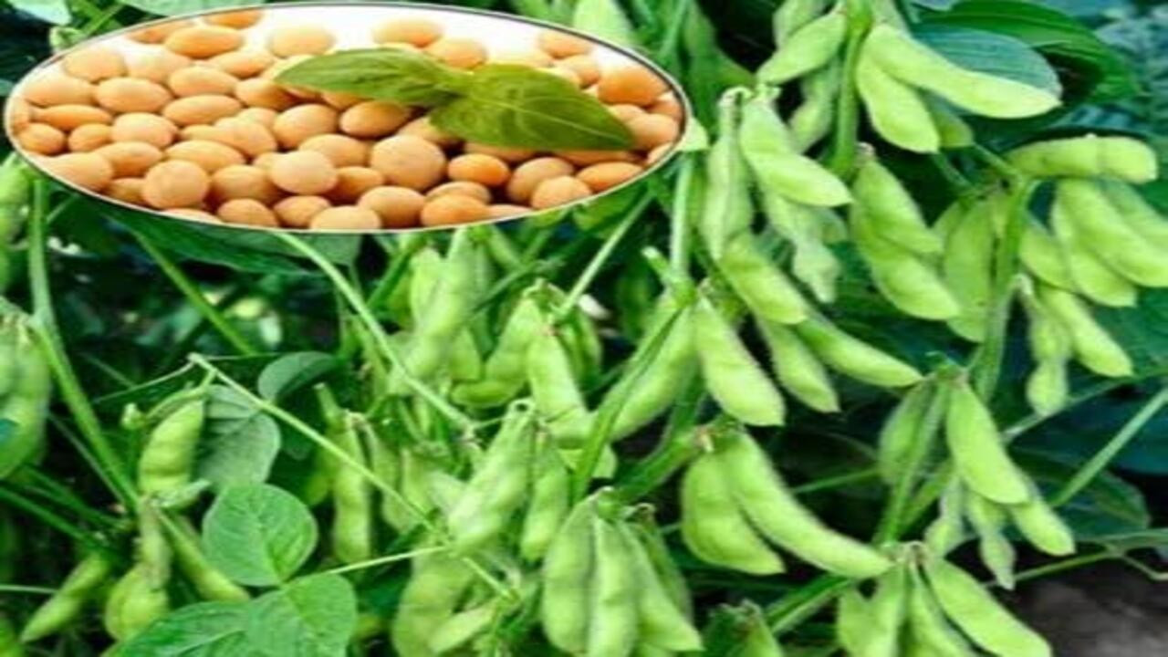 Soya fasulyesi fiyatları yükseldi: ABD-Çin görüşmesi piyasayı hareketlendirdi