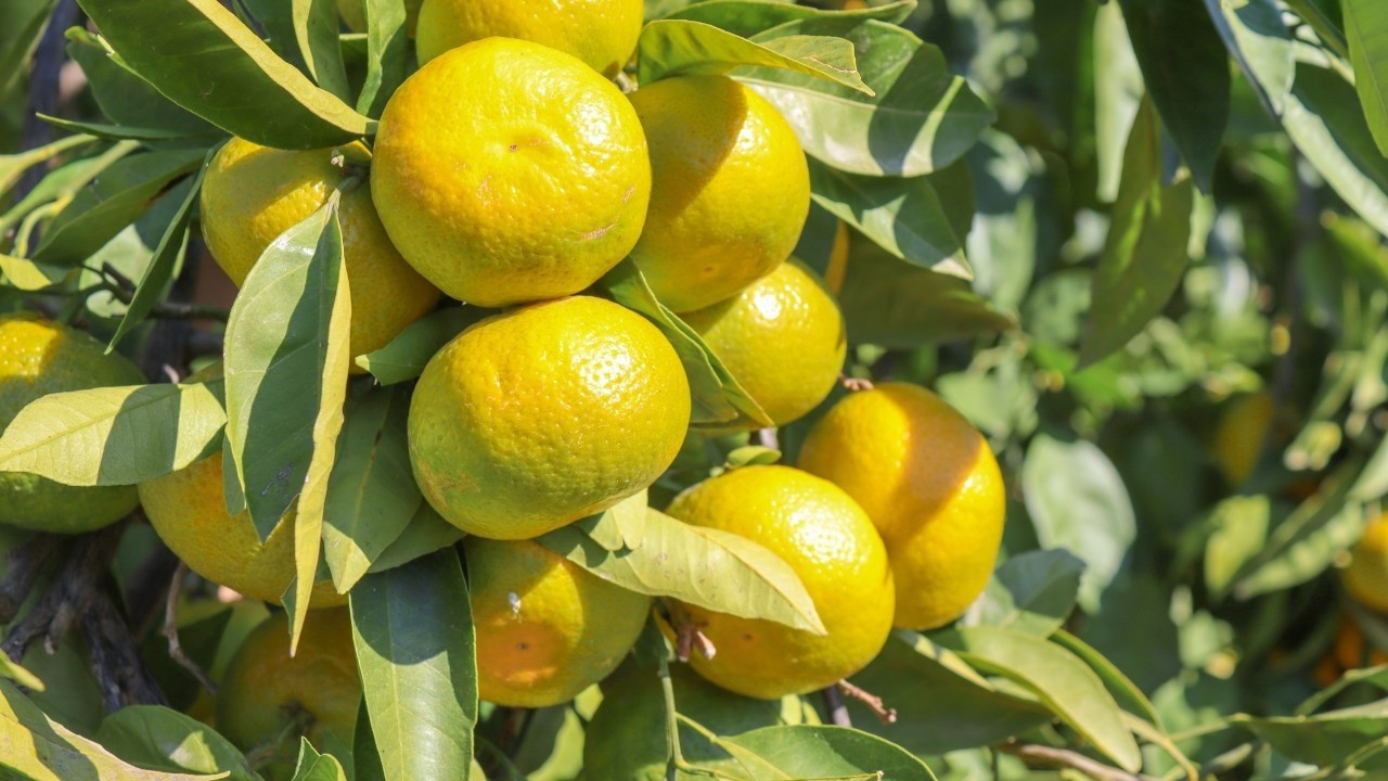 Satsuma ihracatında lojistik engeller